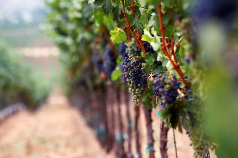 Visiter un domaine viticole entre amis près de Perpignan, Perpignan, Domaine Rousdellaro