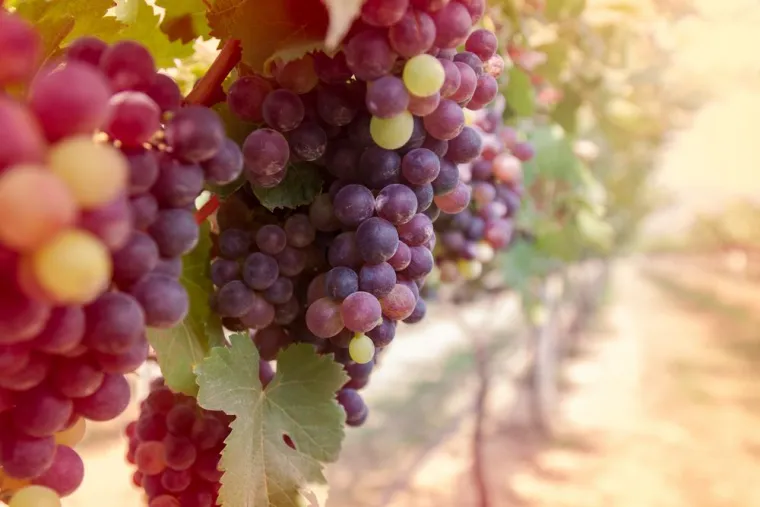 Visiter un domaine viticole près de Perpignan, Perpignan, Domaine Rousdellaro